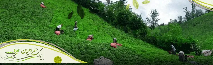چای سبز لاهیجان برای لاغری