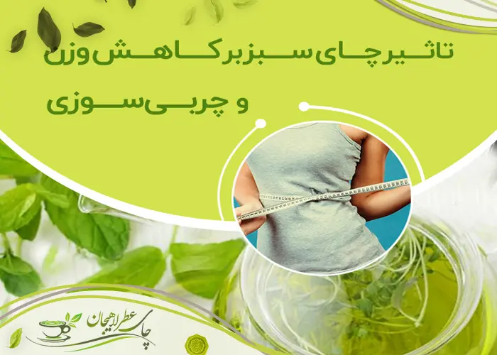 چای سبز لاهیجان برای لاغری، واقعیت علمی یا افسانهای رایج؟ 2 چای سبز لاهیجان برای لاغری، واقعیت علمی یا افسانهای رایج؟
