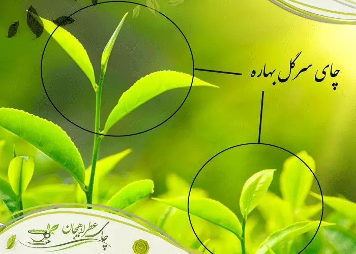 نکاتی کاربردی برای نگهداری و دمآوری چای ایرانی به روش سنتی 3 نکاتی کاربردی برای نگهداری و دمآوری چای ایرانی به روش سنتی