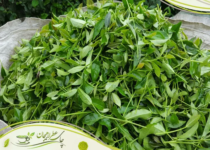رنگ-برگ-چای-خوب-چه-ویژگی-هایی-دارد؟
