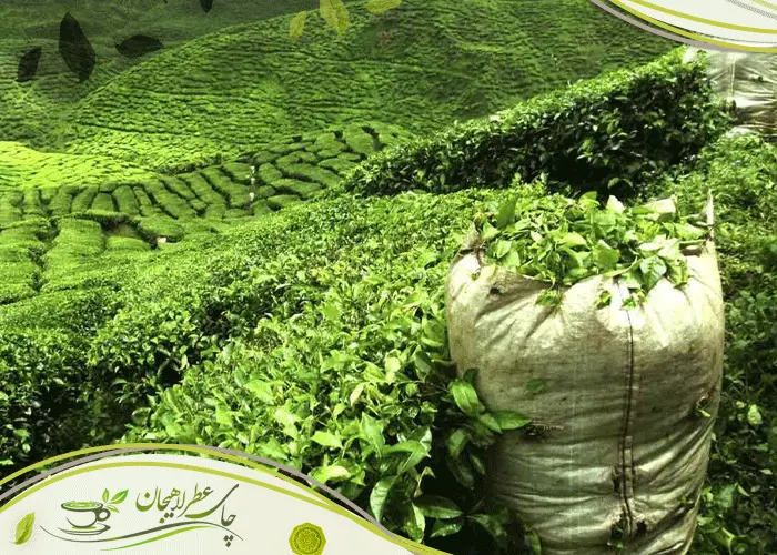 بهترین چای ایران در کدام شهر است؟