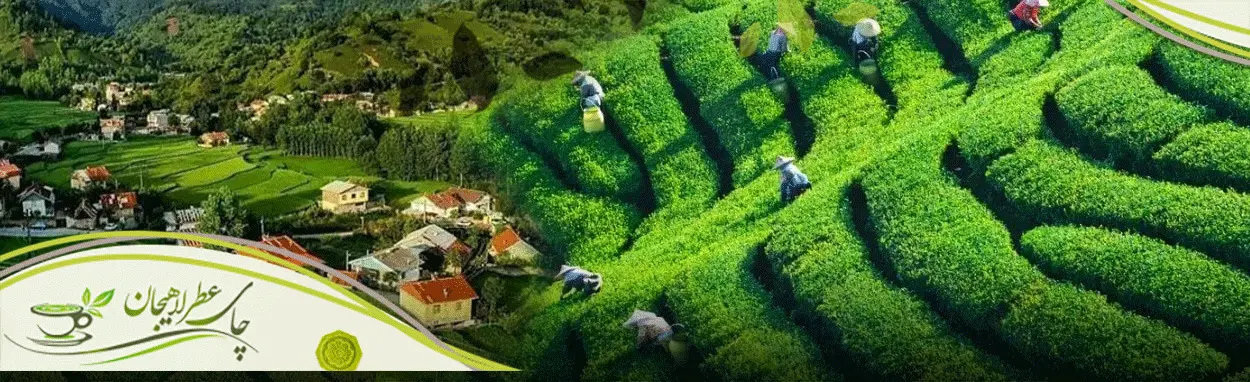 چای-سنتی-ایرانی