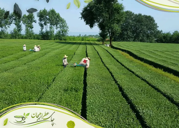 چای-طبیعی-ایرانی